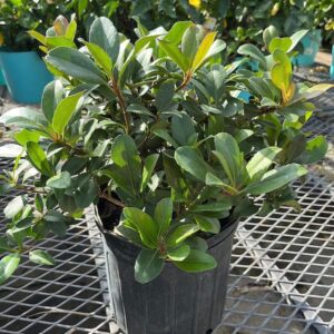 Indian Hawthorn (Rhaphiolepis umbellata)