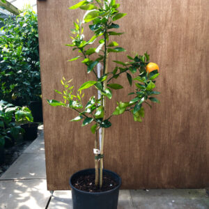 tangelo (Citrus reticulata ï¿½ Citrus paradisi)