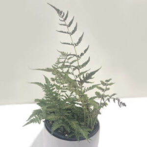 Japanese Painted Fern (Athyrium niponicum)