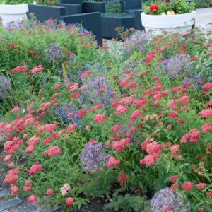 yarrow (Achillea millefolium "Paprika")