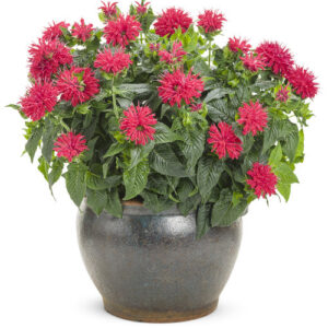 Bee balm (Monarda didyma)