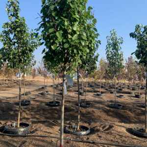 Bradford pear (Pyrus calleryana)