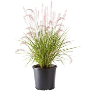 Fountain Grass (Pennisetum orientale)