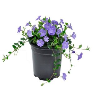 Bowles' periwinkle (Vinca minor 'Bowles')