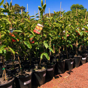 Fuyu Persimmon (Diospyros kaki)