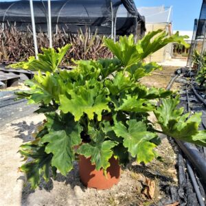 split-leaf philodendron (Philodendron selloum)