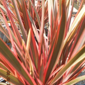 New Zealand Flax (Phormium 'Maori Queen')