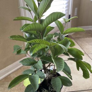 Pink Guava (Psidium guajava)