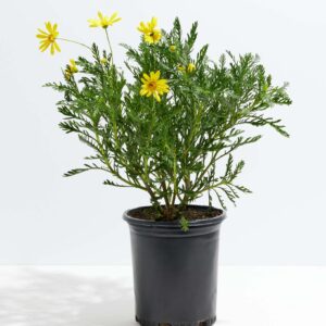 Gold Daisy (Euryops pectinatus)