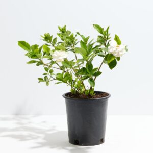 Veitch's Gardenia (Gardenia veitchii)