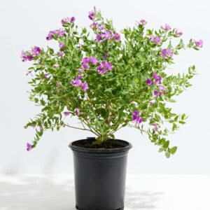 Sweet Pea Shrub (Polygala dalmaisiana)