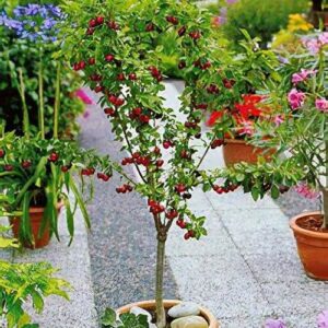 Stella (Prunus avium)