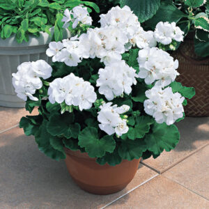 Sonal White (Geranium macrorrhizum)