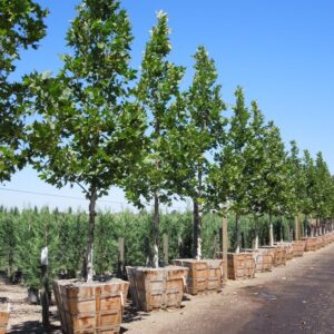 London Plane Tree (Platanus acerifolia 'Columbia')