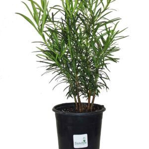 Yew podocarp (Podocarpus macrophyllus)