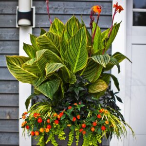 Canna lily (Canna indica)