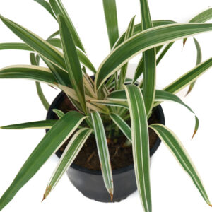 flax lily (Dianella tasmanica variegata)