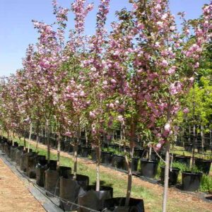 Kwanza Cherry (Prunus serrulata 'Kwanzan')