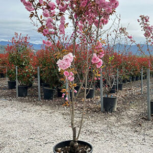 Japanese Cherry (Prunus serrulata)