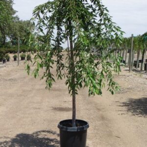 weeping cherry (Prunus subhirtella pendula)