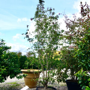 Callery pear (Pyrus calleryana 'Chanticleer')