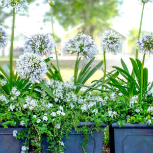 Lily of the Nile (Agapanthus africanus)