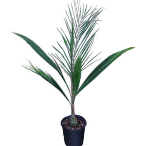 Cocos plumosa (Syagrus romanzoffiana)