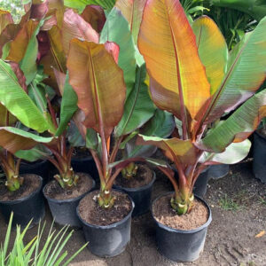 Red Banana (Ensete ventricosum)