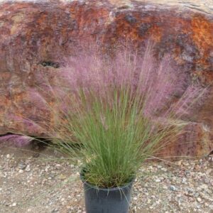 Pink Muhly Grass (Muhlenbergia capillaris 'Regal Mist')