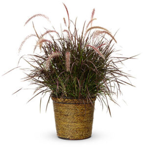 Purple Fountain Grass (Pennisetum rubrum)