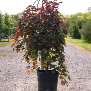 Redbud (Cercis canadensis 'Ruby Falls')