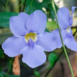 Blue Trumpet Vine (Thunbergia laurifolia)