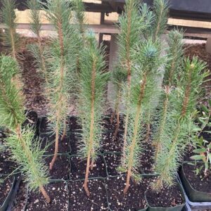 Eldarica Pine (Pinus eldarica)