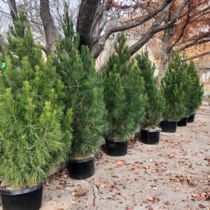 Eldarica pine (Pinus eldarica)