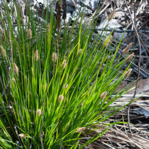 bangor sedge (Carex stricta)