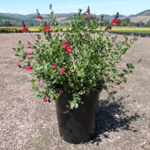 Red Sage (Salvia greggii 'Red')