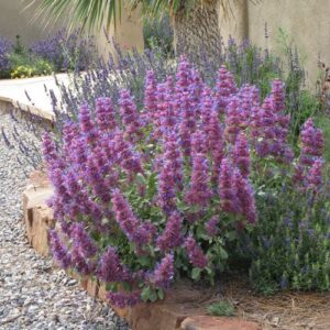 Blue Fan Giant (Salix blanda)