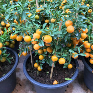 Navel Orange (Citrus sinensis)