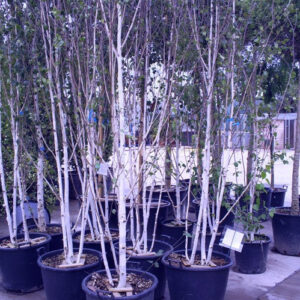 White Birch (Betula papyrifera)