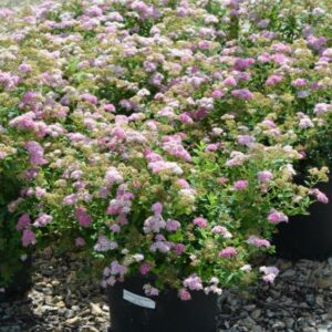 Dwarf Spirea (Spiraea japonica 'Little Princess')