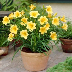 Daylily (Hemerocallis fulva)