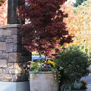 Japanese Maple (Acer palmatum 'Bloodgood')