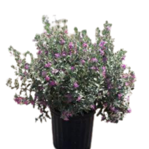 Texas Ranger (Leucophyllum frutescens)