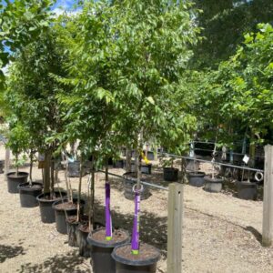 Zelkova serrata (Zelvoka Village Green)