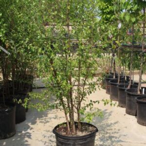 River Birch (Betula nigra 'Dura Heat')