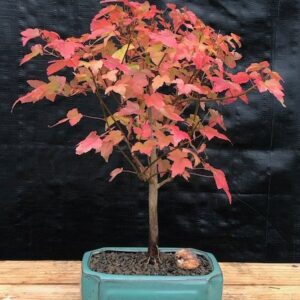Trident Maple (Acer buergerianum)