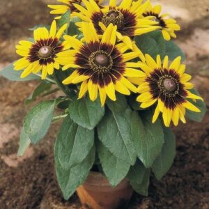 desert rat (Hirta sonora)