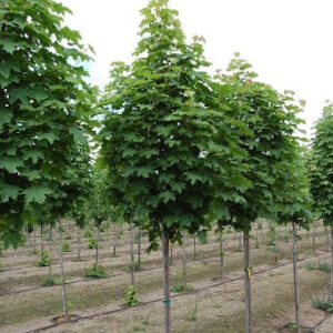 Norway maple (Acer platanoides)