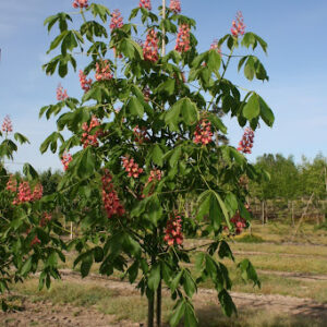 Red Horse Chestnut (Aesculus carnea)