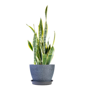 Varigated K (Abelia x grandiflora 'Variegata')